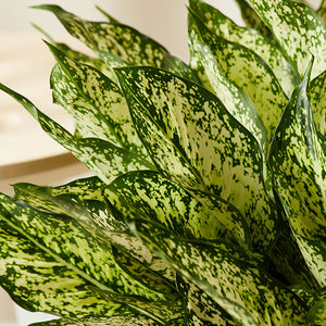 Aglaonema Wintry Winehouse