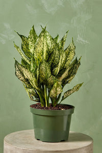 Aglaonema Wintry Winehouse