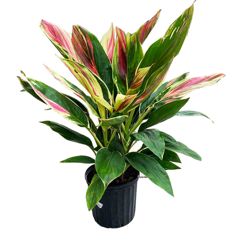 Cordyline Exotica 10