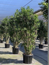 Load image into Gallery viewer, Dracaena Reflexa
