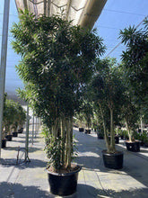 Load image into Gallery viewer, Dracaena Reflexa
