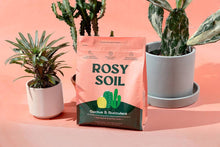 Load image into Gallery viewer, 4qt Organic Cactus &amp; Succulent Mix
