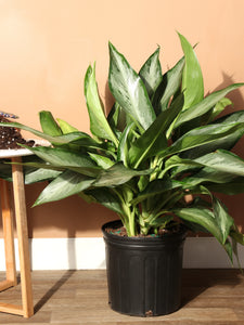 Aglaonema Silverdo 6"