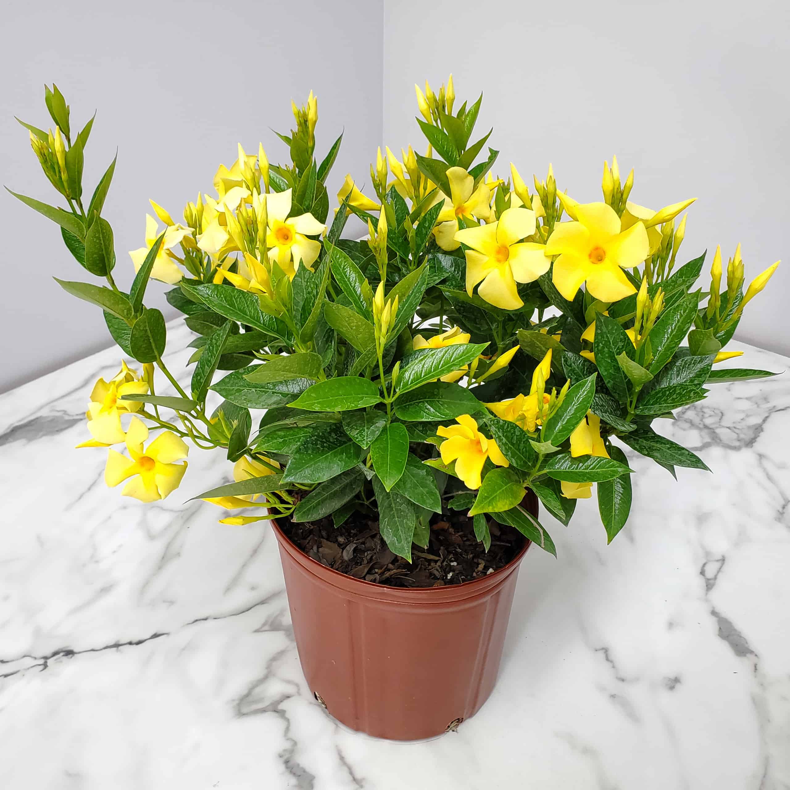 Dipladenia Bush 6