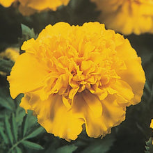 Load image into Gallery viewer, Marigold African 4.5&quot;
