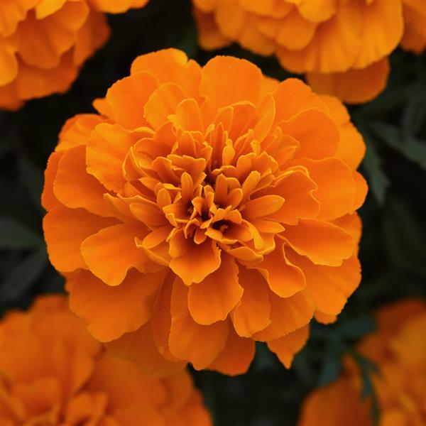 Marigold African 4.5
