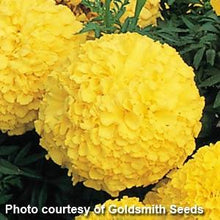 Load image into Gallery viewer, Marigold Inca
