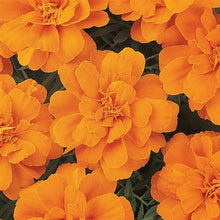 Load image into Gallery viewer, Marigold Durango 4.5"
