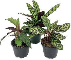 Assorted Calathea 2"