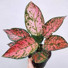 Aglaonema Lady Valentine 6"