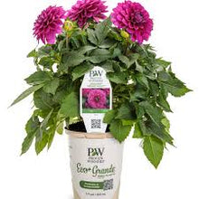 Load image into Gallery viewer, Dahlia Virtuoso 1G/6"
