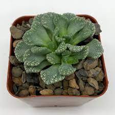 Titanopsis Calcarea 1