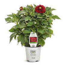 Load image into Gallery viewer, Dahlia Virtuoso 1G/6"
