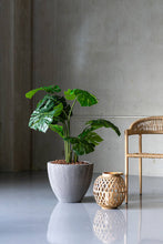 Load image into Gallery viewer, Jesslyn Planter, Dark Grey

