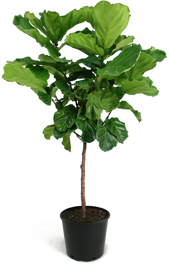 Ficus Lyrata Standard 15G/17