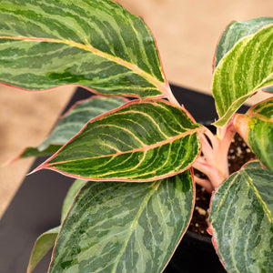 Aglaonema Moonstone Miles 6"