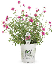 Load image into Gallery viewer, Gomphrena Truffula Pink 1G/6"
