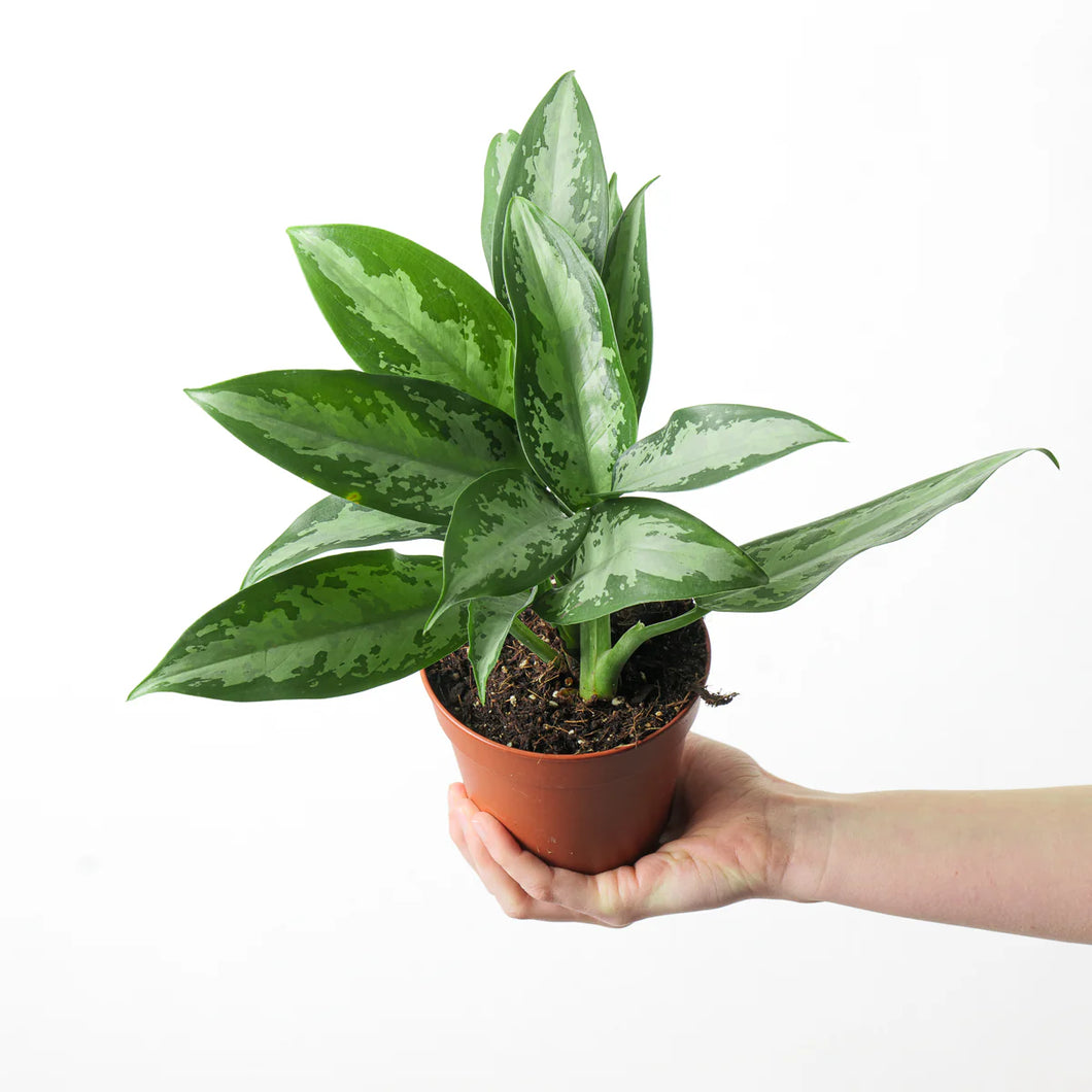 Aglaonema Jubilee Petite 6