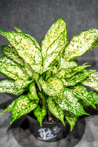 Aglaonema Wintry Winehouse 6"