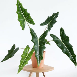 Alocasia Sirian 3G/10 "