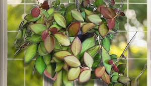 Hoya Burtoniae Variegated 4"