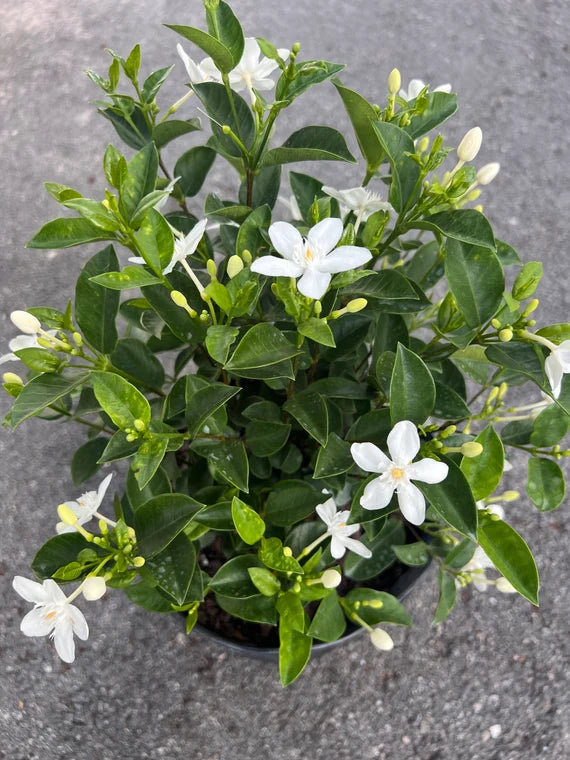 Jasmine Asian Snow – Casaplanta Miami