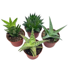 Load image into Gallery viewer, Aloe Assorted
