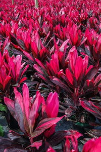 Cordyline Red Hawaiian Compacta 6"