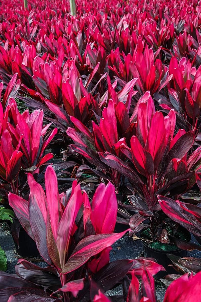 Cordyline Red Hawaiian Compacta 6