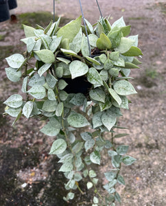 Hoya Krohniana 'Silver' 4"