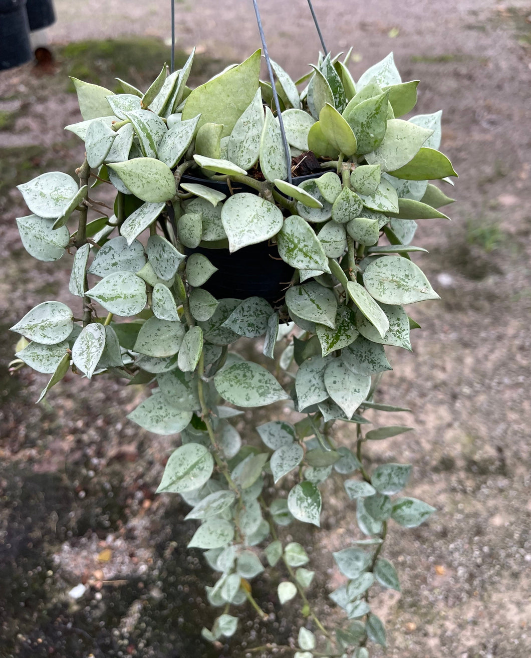 Hoya Krohniana 'Silver' 4