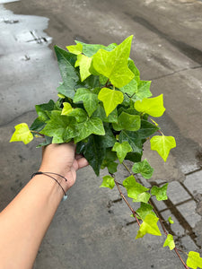 Algerian Lemon Ivy 8" HB