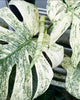 Monstera White Monster 1G/6"
