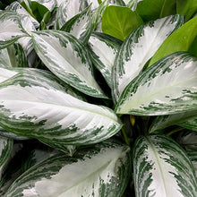 Load image into Gallery viewer, Aglaonema Silver Bay 3G/10&quot;
