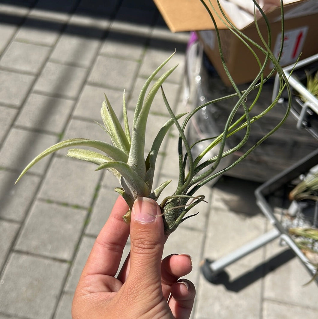 Air Plant Tillandsia Medium