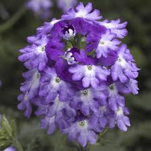 Load image into Gallery viewer, Verbena Lanai Upright 6"/1G
