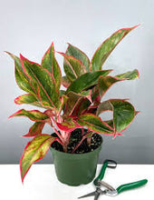 Load image into Gallery viewer, Aglaonema Creta 6&quot;

