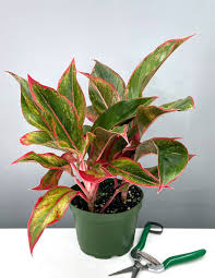 Aglaonema Creta 6