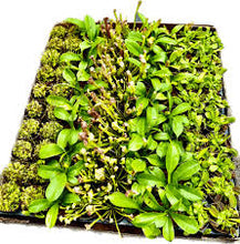 Load image into Gallery viewer, Carnivorous Assortment 2&quot;
