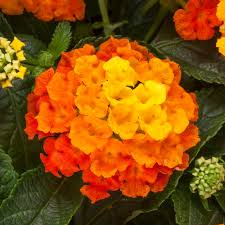 Lantana Bandolista 6”