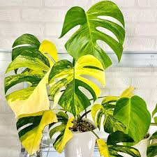 Monstera Aurea Yellow 3G/10"