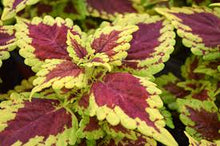Load image into Gallery viewer, Coleus Oxford Street 6"
