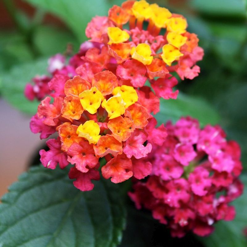 Lantana Irene 6