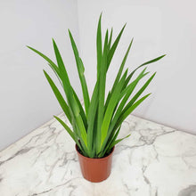 Load image into Gallery viewer, Iris Regina 6''

