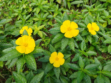 Load image into Gallery viewer, Buttercup Yellow
