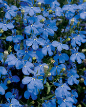 Load image into Gallery viewer, Lobelia Laguna 1G/6"
