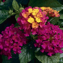 Load image into Gallery viewer, Lantana Bandana 6&quot;
