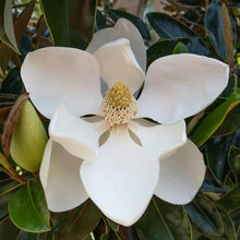 Load image into Gallery viewer, Magnolia Little Gem 15G/17"
