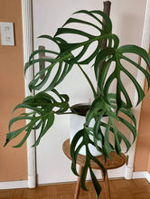 Load image into Gallery viewer, Monstera Burle Marx Flame 1G/6"
