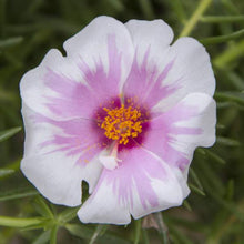 Load image into Gallery viewer, Purslane Samba 6”/1G
